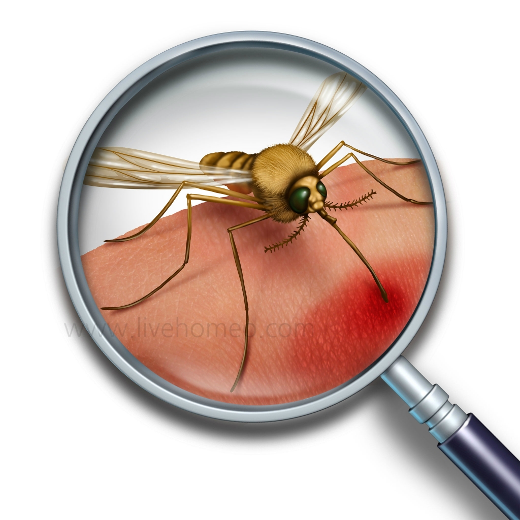 Health Tips for Mosquito Borne Diseases